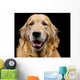 Golden Retriever Wall Decal