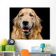 Golden Retriever Wall Decal