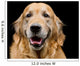 Golden Retriever Wall Decal