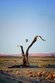 Balloon above Namib Desert Wall Decal