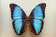 Blue Morpho Butterfly Wall Decal