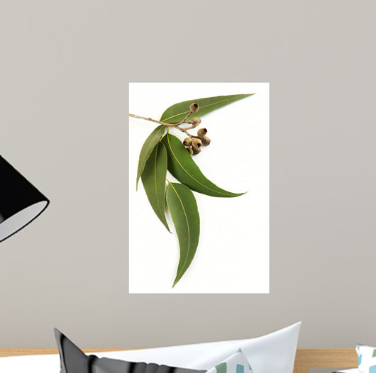 Gum Leaves and Gum Wall Decal