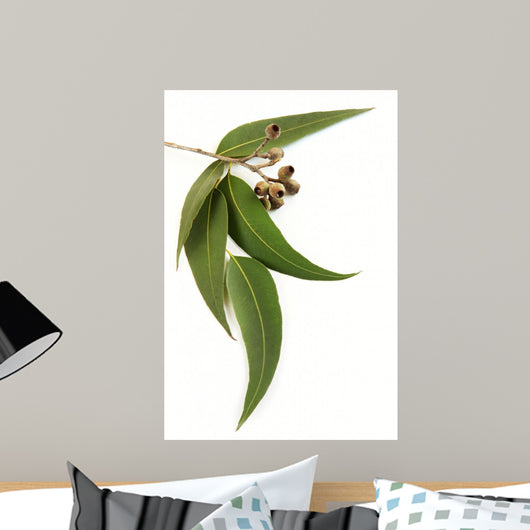 Gum Leaves and Gum Wall Decal