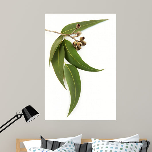 Gum Leaves and Gum Wall Decal