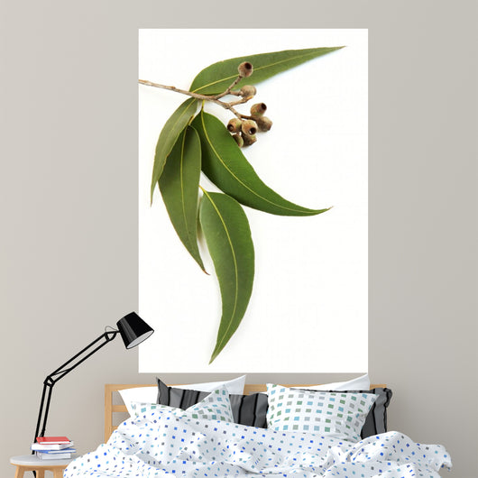 Gum Leaves and Gum Wall Decal