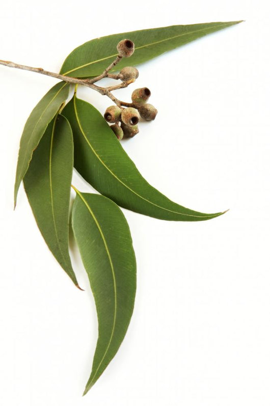 Gum Leaves and Gum Wall Decal