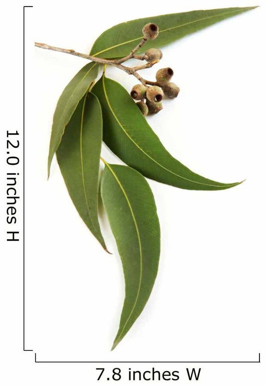 Gum Leaves and Gum Wall Decal