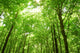 Sunlight Trees Green Forest Wall Decal