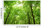 Sunlight Trees Green Forest Wall Decal