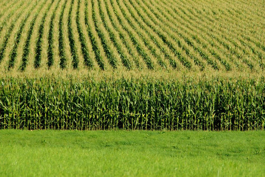 Up Cornfield Wall Decal