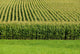 Up Cornfield Wall Decal