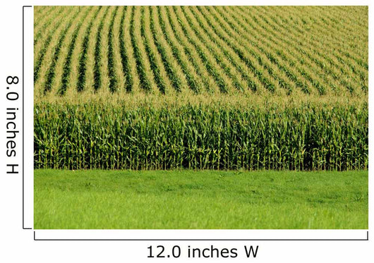 Up Cornfield Wall Decal