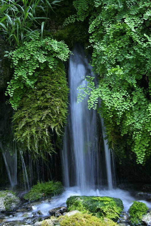 Forest Waterfall Wall Decal