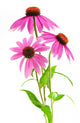 Pink Coneflower Wall Decal