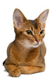 Abyssinian Cat Wall Decal