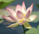 Pink White Lotus Bloom Wall Decal