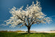 Single Blossoming Tree Spring Wall Decal