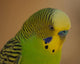 Budgie Pose Wall Decal