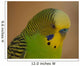 Budgie Pose Wall Decal