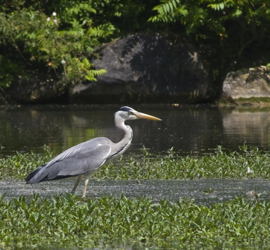 Heron Aux Aguets Wall Decal