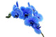 Blue Flower Orchid White Wall Decal