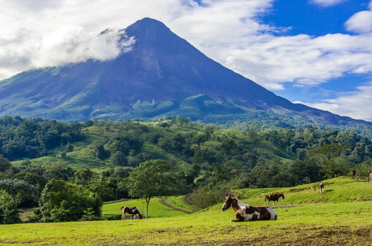 Volcano Arenal Horses Pasture Wall Decal