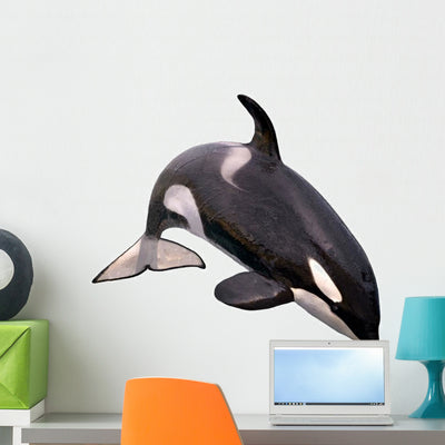 Jumping Orca Killer Whale Wall Decal shown on a wall