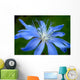 Blue Flower Chicory Wall Decal