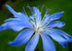Blue Flower Chicory Wall Decal