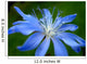 Blue Flower Chicory Wall Decal