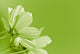 Green Flower Environmental Conservation Wall Decal