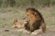 Lion Wall Decal
