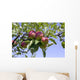 Apples Their Tree Wall Decal