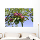 Apples Their Tree Wall Decal