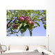 Apples Their Tree Wall Decal