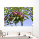 Apples Their Tree Wall Decal