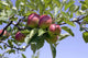 Apples Their Tree Wall Decal