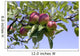 Apples Their Tree Wall Decal