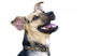 Happy Dog Wall Decal