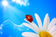 Ladybird Daisy against Blue Wall Decal