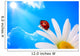 Ladybird Daisy against Blue Wall Decal