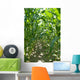 Corn Stalk Rows Wall Decal