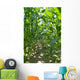 Corn Stalk Rows Wall Decal