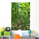 Corn Stalk Rows Wall Decal