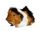 Hamster1 Wall Decal
