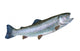 Rainbow Trout Wall Decal