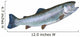 Rainbow Trout Wall Decal