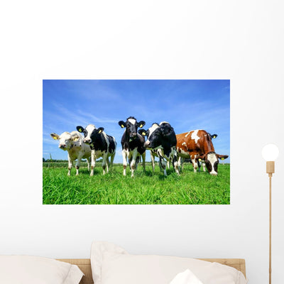 Colorful Dairy Cows Wall Decal shown on a wall