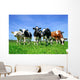 Colorful Dairy Cows Wall Decal
