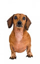 Little Dachshund Dog Wall Decal